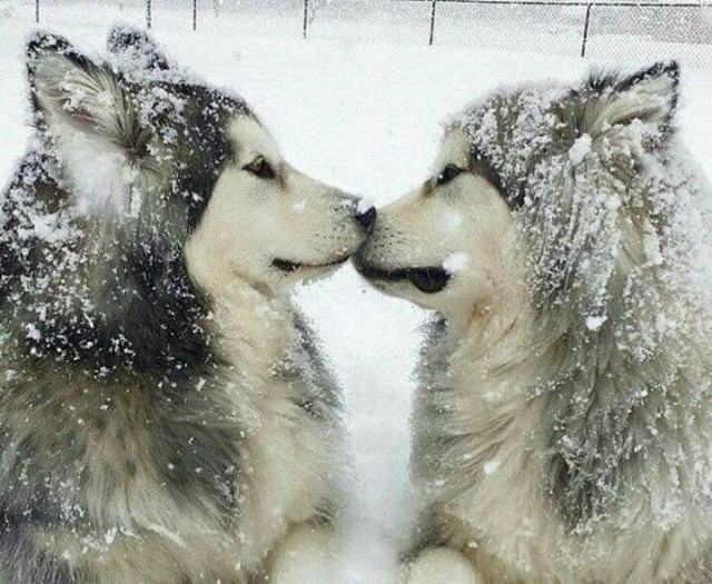 Живность из сети