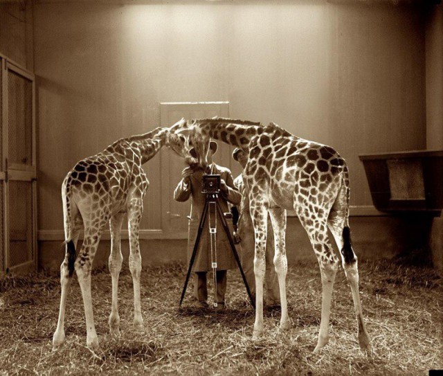 История в фотографиях