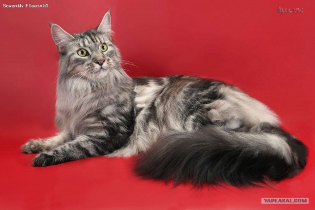 Котовторник, 19 октября