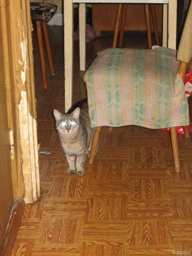 Кошкины истории со счастливым концом