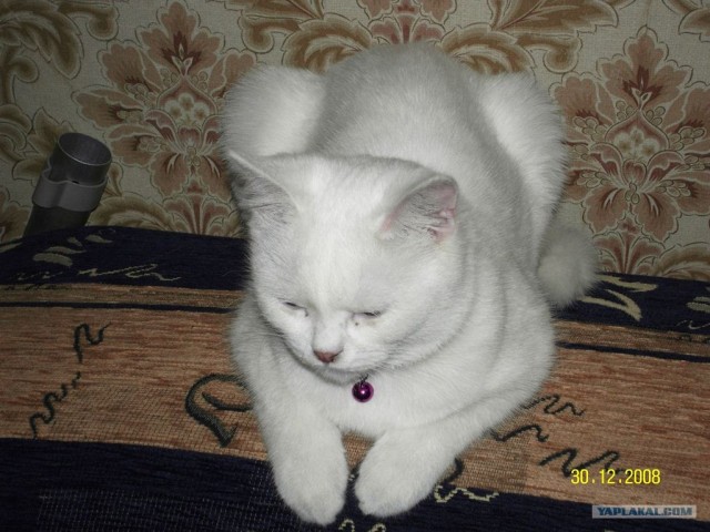 Котейкин вторник! Космический 12.04!