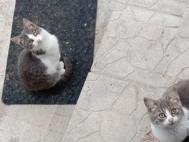 Мой первый Котовторник