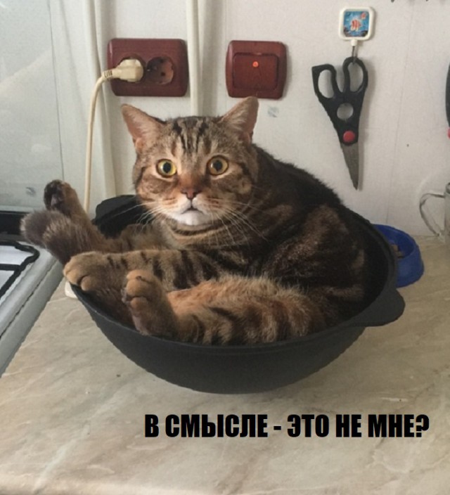 Прикольных котов пост