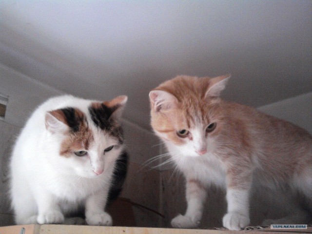 Котовторник 1.11.11