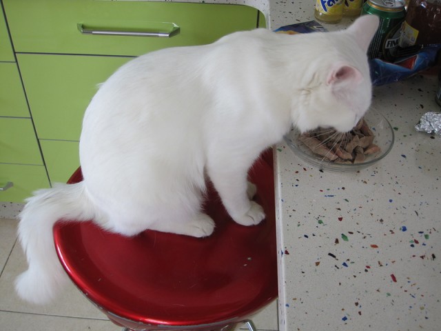 Котовторник 22.11.11