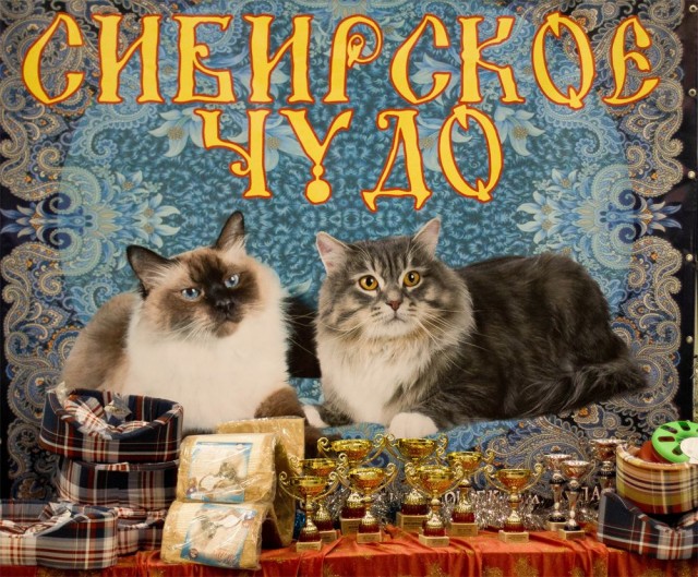 "Сибирское чудо-2011"