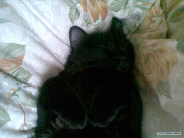 Котовторник (10.01.2012)