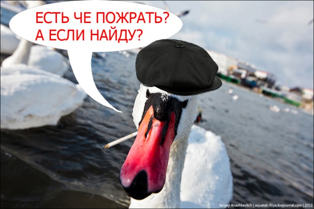 Замерзающие лебеди в Севастополе