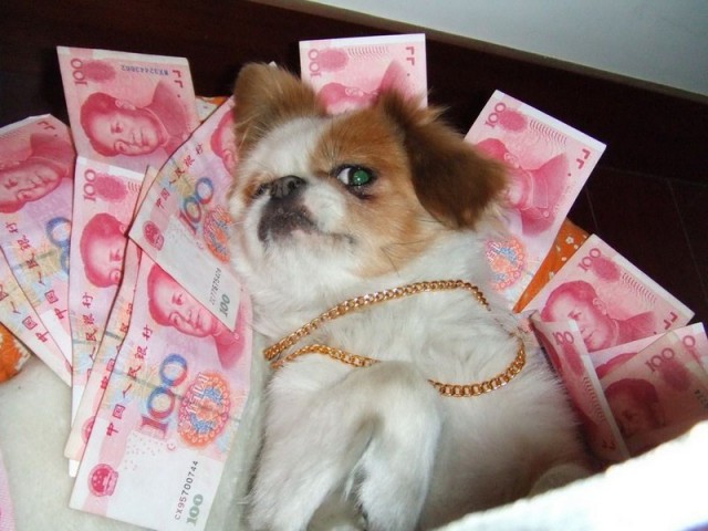 Живность из сети