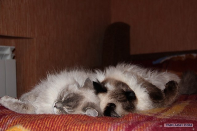 Котовторник (14.02.2012)