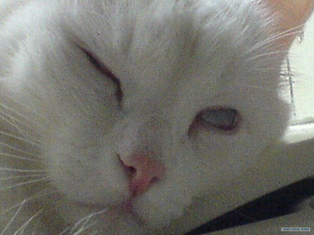 Котовторник! 13.03.2012