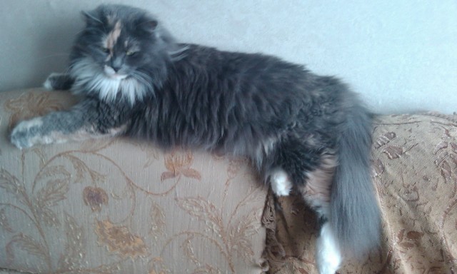 Котовторник 22.05.2012
