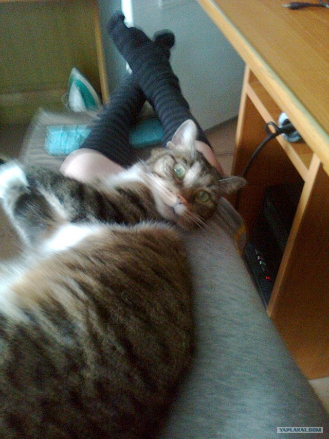 Котовторник   5.06.2012