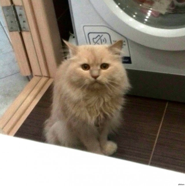 Забавные фото котеек