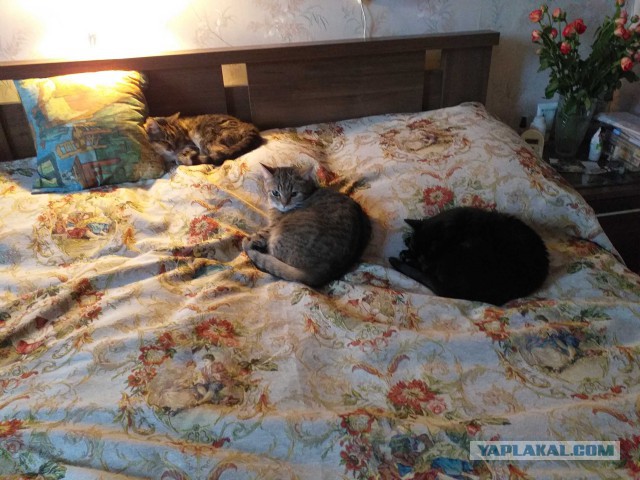 Как спят наши животины....