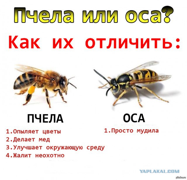 Гигантский шершень-убийца уже в России