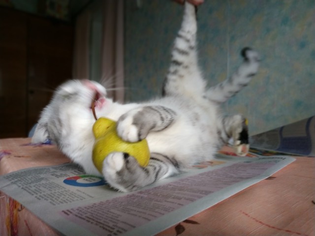 Кошиная жесть