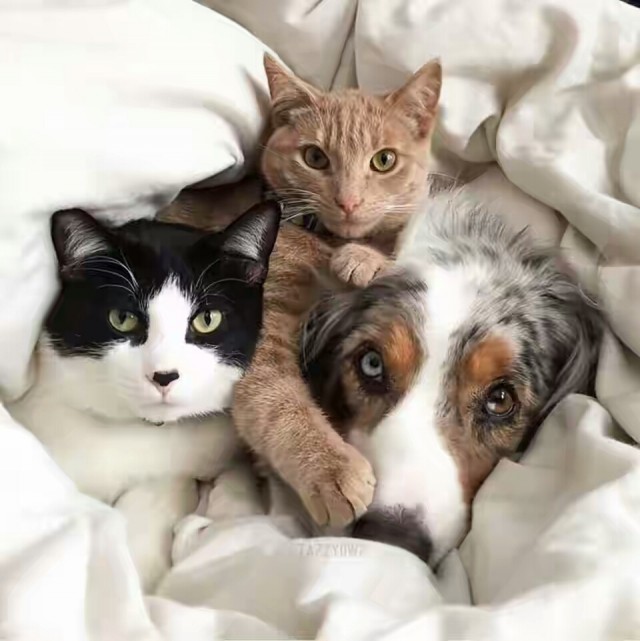 Уже не котовторник, но еще и не собакочетверг