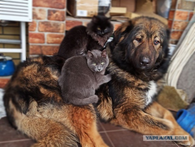 Котовторник 28.01.2020