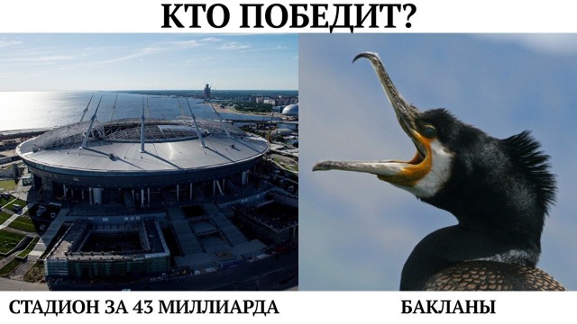 Я больше никогда не смогу смотреть не чаек по-прежнему