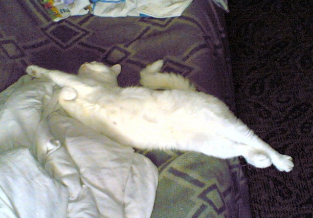 Коты, которые спят где попало и как попало