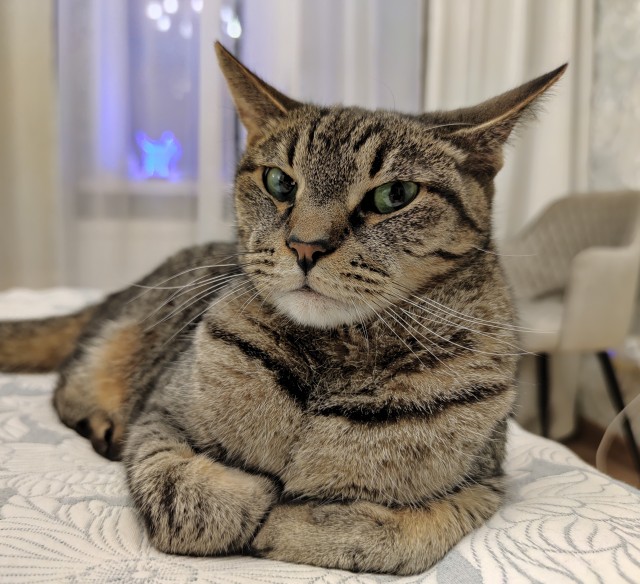 Картинки с котами и про котов