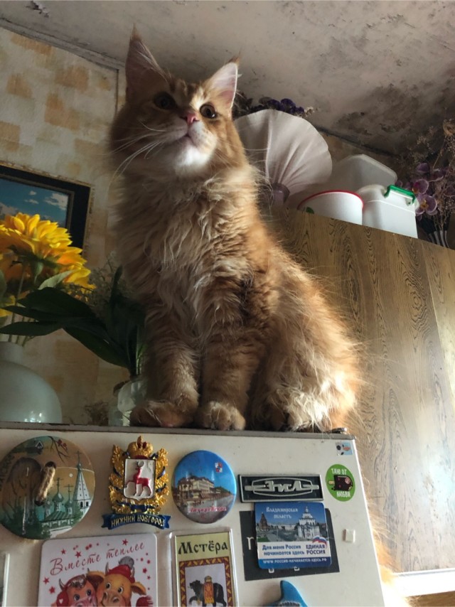 Котовторник же очередной
