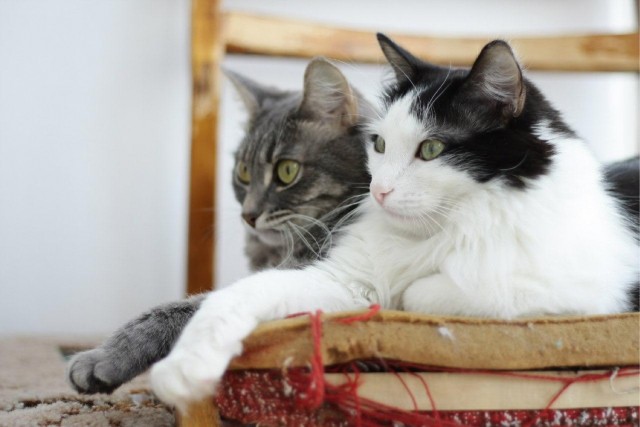 А котовторник уже начался?