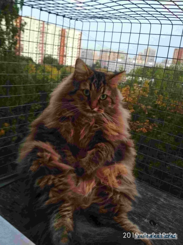 Хоба! Котовторник!