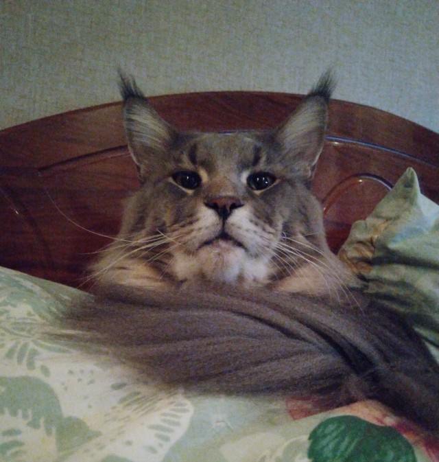 Кошкин дом