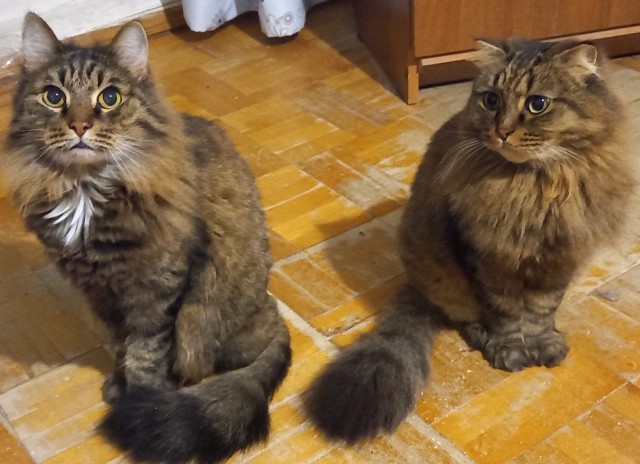 Солнце котовторника уже встало, Господа!