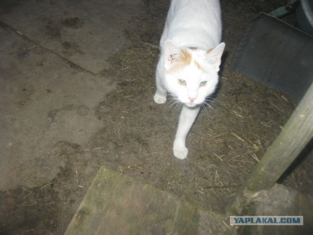 Жизнь домашнего приюта для котеек 384