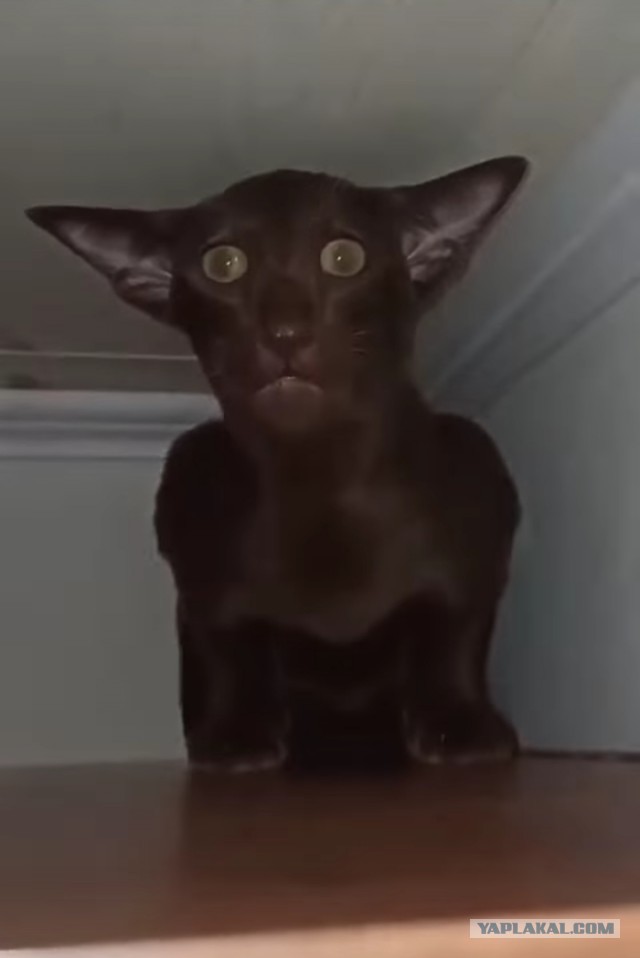 Пап, а мне можно?