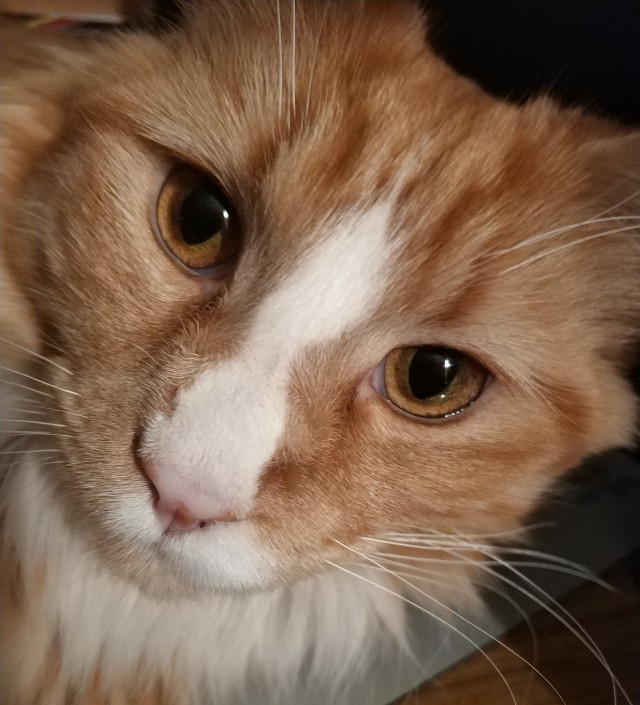 Котовторник вроде.