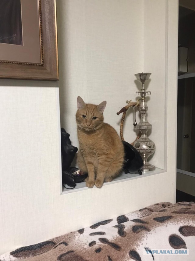 А это мой котан к котовторнику