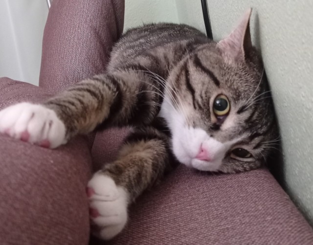 Котовторник ведь начался!