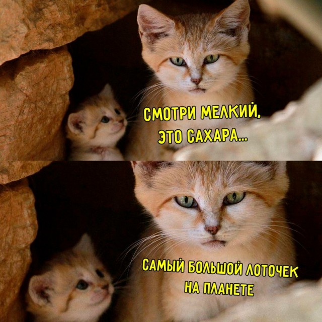 Картинки и мемы для настроения - 03