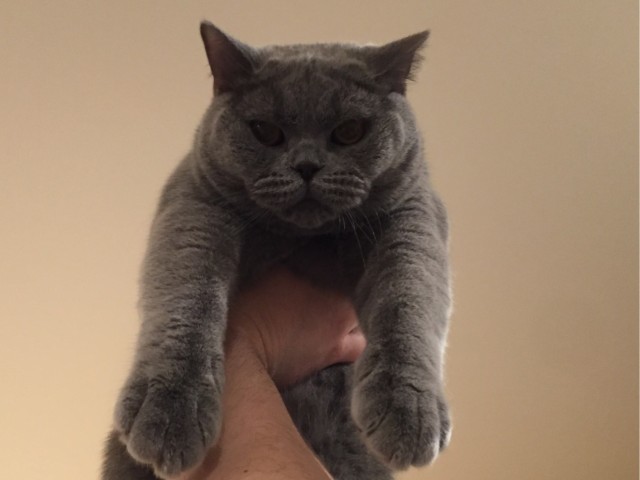 Ориентальная кошка