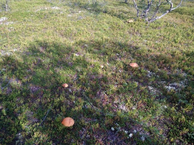 Кулинарная общалка