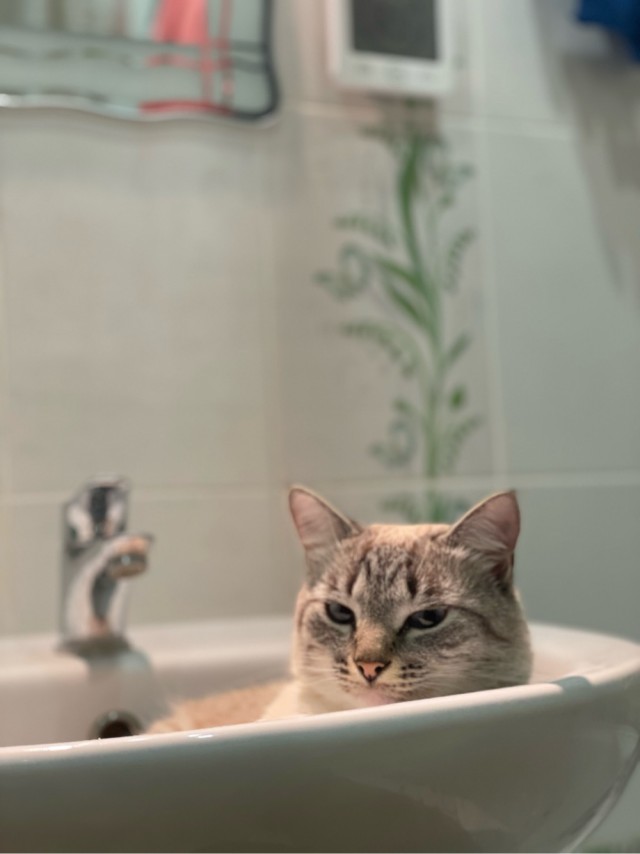 Котовторник 1.11.22
