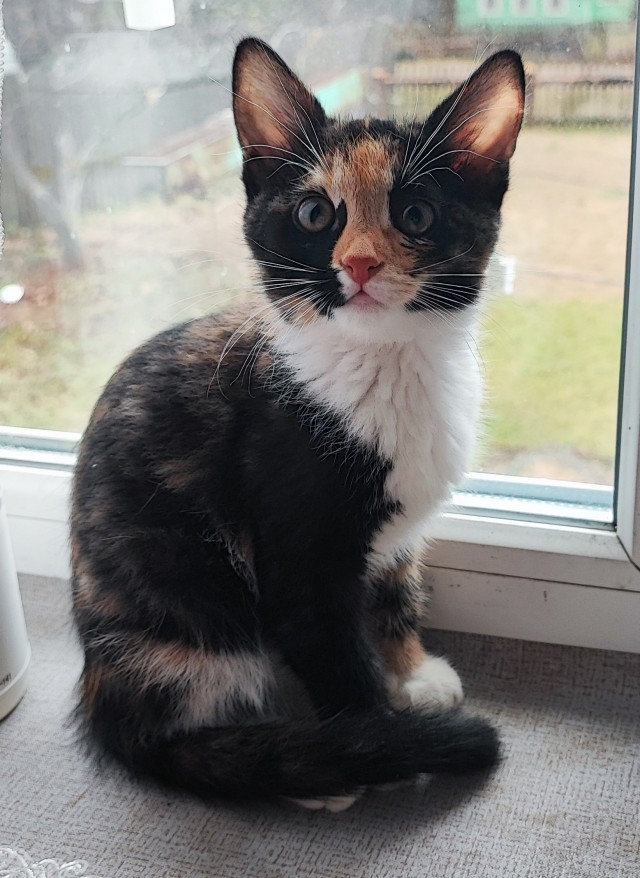 Котовторник, пополнение