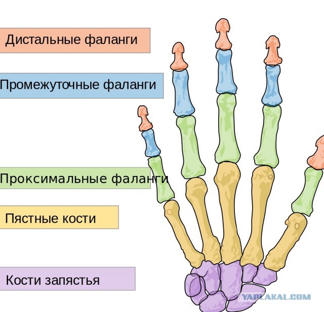 Ей бы на рояле играть.