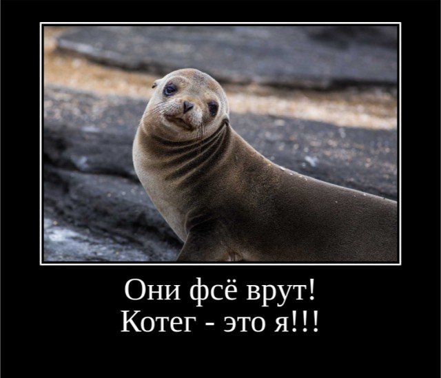 Морские котики