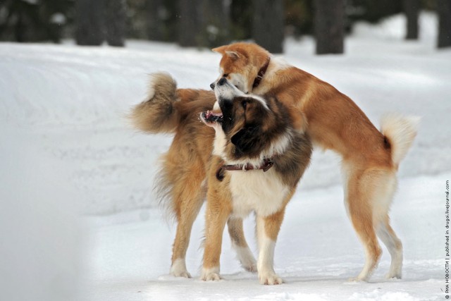 Путинские псы