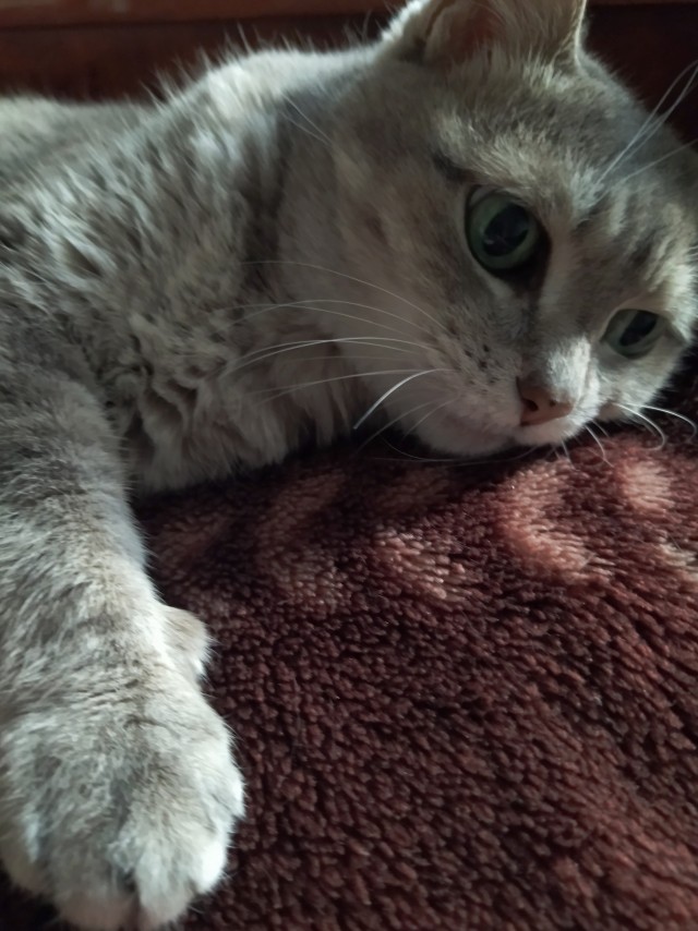 Котовторник! 16+ Коллеги-рабы, отмечаемся, у кого хозяину много лет!