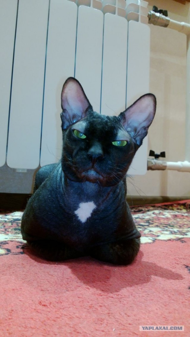 Котовторник 16.04.2013