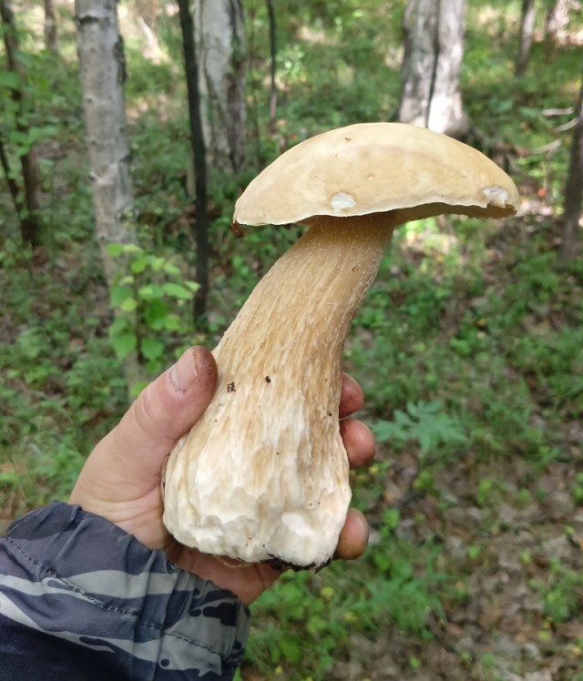Перекличка грибников
