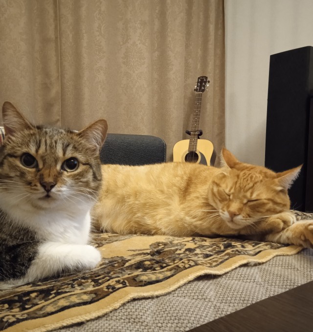 Котовторник Рыжих