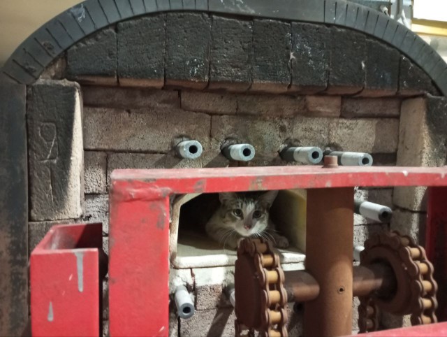 Заводские коты