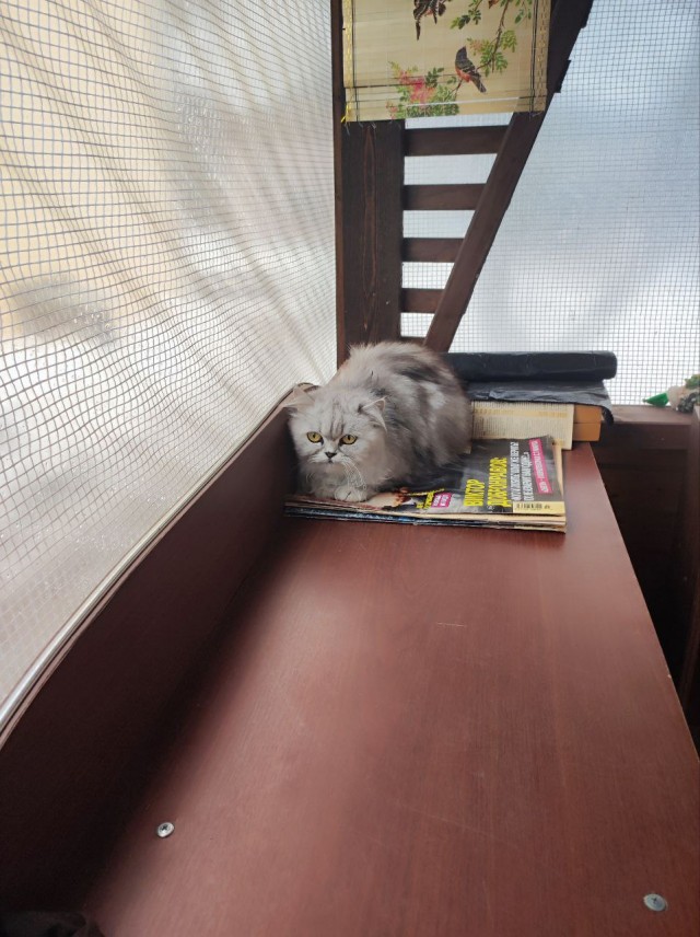 Обретение или головная боль? Кошка пришла